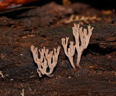 Artomyces austropiperatus