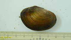 Sinanodonta