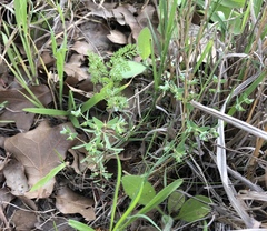 Euphorbia peplidion