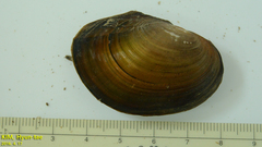 Sinanodonta