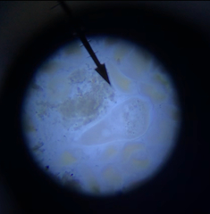 Trichonympha