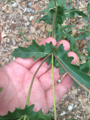 Tetragonotheca texana