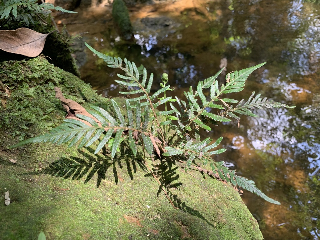 Amauropelta fluminalis (Amauropelta fluminalis)