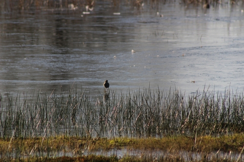 Water Pipit, 7R92+VX Vogelkijkhut De Banen, 6034 Nederweert-Eind, Nederland, photo 8 of 10