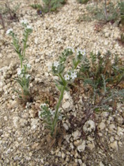 Cryptantha barbigera