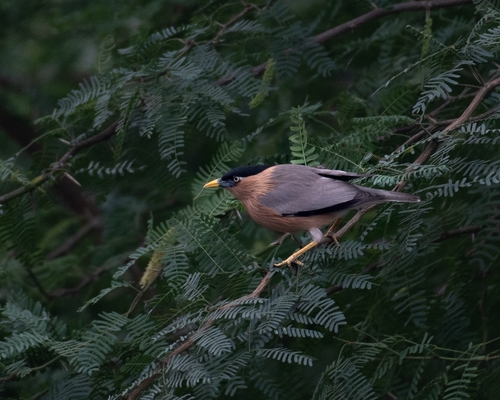 Brahminy Starling