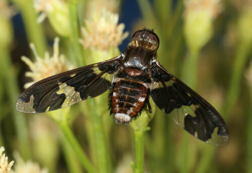 Dorcadion Bee Fly photo 5