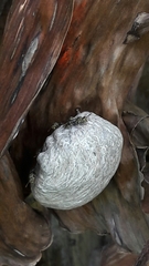 Protopolybia exigua
