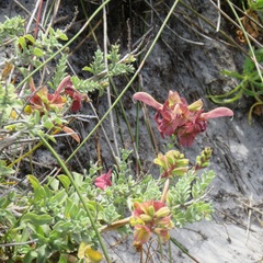 Salvia lanceolata