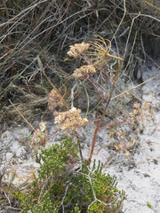 Annesorhiza macrocarpa