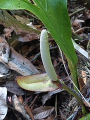 Anthurium cubense, photograph (c) Akiva, some rights reserved (CC BY-SA)