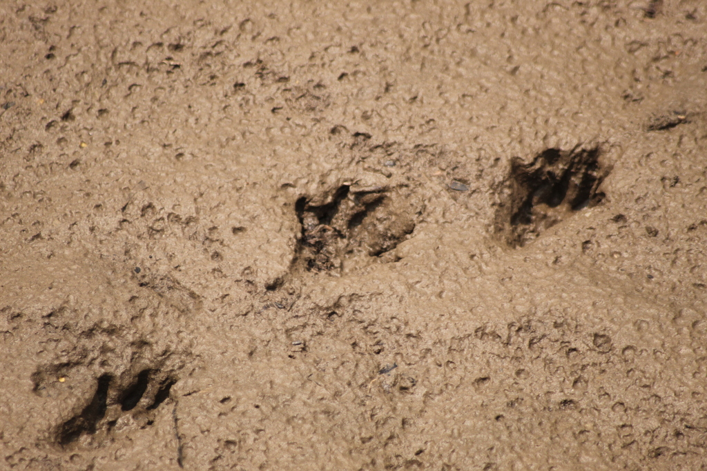 Berang-berang Cakar-kecil (Mammals of IPB University) · iNaturalist