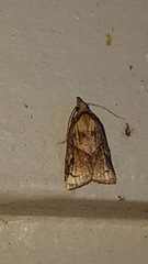 Platynota flavedana