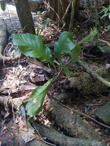 Anthurium cubense, photograph 4