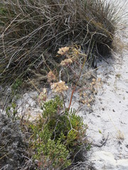 Annesorhiza macrocarpa