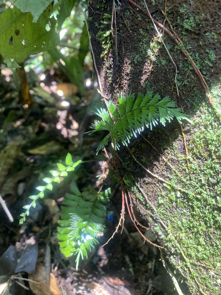 Lindsaea digitata (Lindsaea digitata)