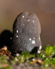 Xylaria castorea