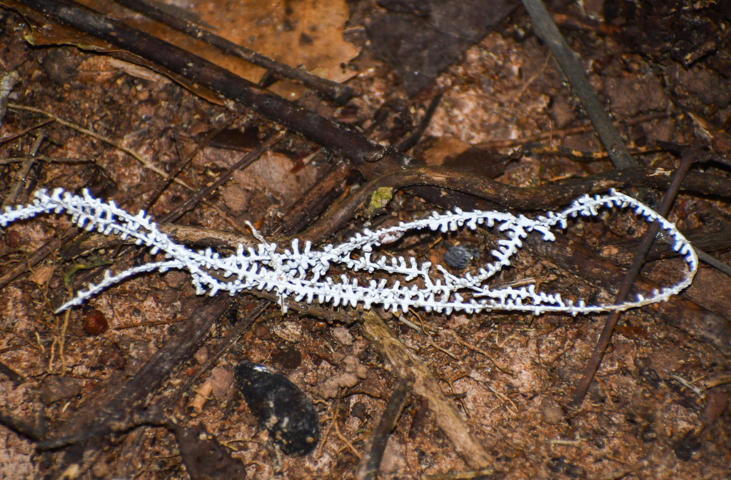 Brunneocorticium corynecarpon · December 2023 · photo: © w_endo (iNaturalist, cc0)