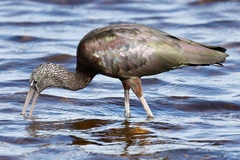 Glossy Ibis photo 6