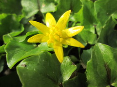 Ficaria verna