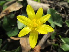 Ficaria verna