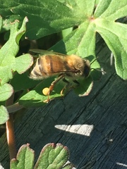Apis mellifera
