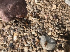 Forelius pruinosus