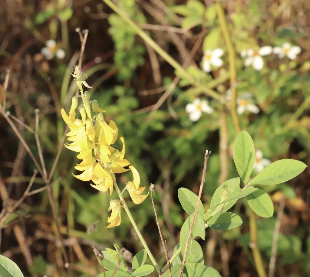 Yellow Rattlepod Streaked Rattlepod from Cir B Bar Connector Trail, Lakeland, FL, USA on ...