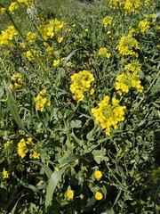 Brassica rapa