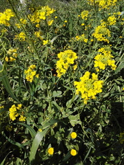 Brassica rapa