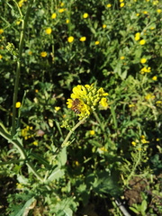 Brassica rapa