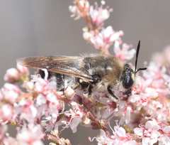 Stratiomys longicornis