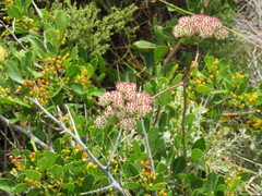Annesorhiza macrocarpa