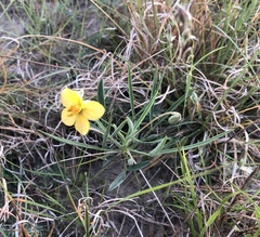 Senna pumilio