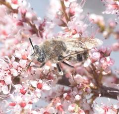 Stratiomys longicornis