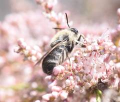 Stratiomys longicornis