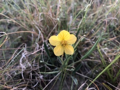 Senna pumilio
