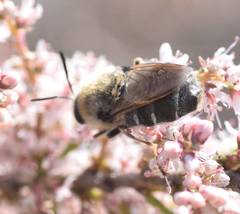 Stratiomys longicornis