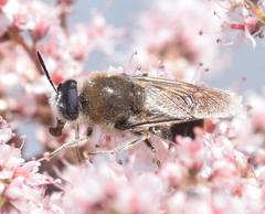 Stratiomys longicornis
