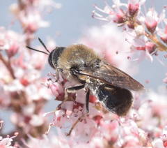 Stratiomys longicornis