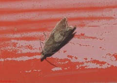 Dichrorampha acuminatana