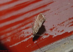 Dichrorampha acuminatana