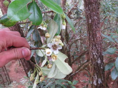 Ternstroemia