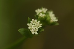 Valerianella radiata