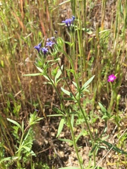 Allophyllum gilioides