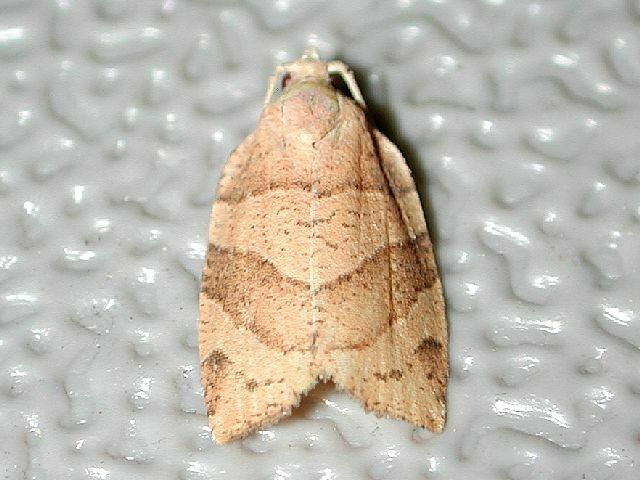 Woodgrain Leafroller Moth from Ward Pound Ridge - Trailside ...