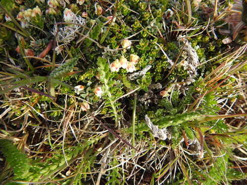 Image of Gaultheria pumila by (c) María Regina Silva, some rights reserved (CC BY)