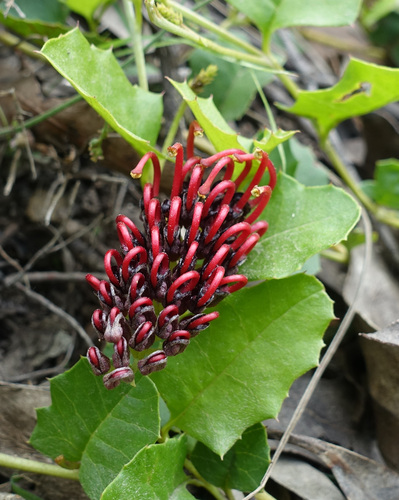 Grevillea repens, photograph 1