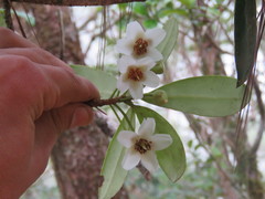 Ternstroemia