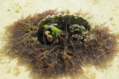 Acanthophora spicifera